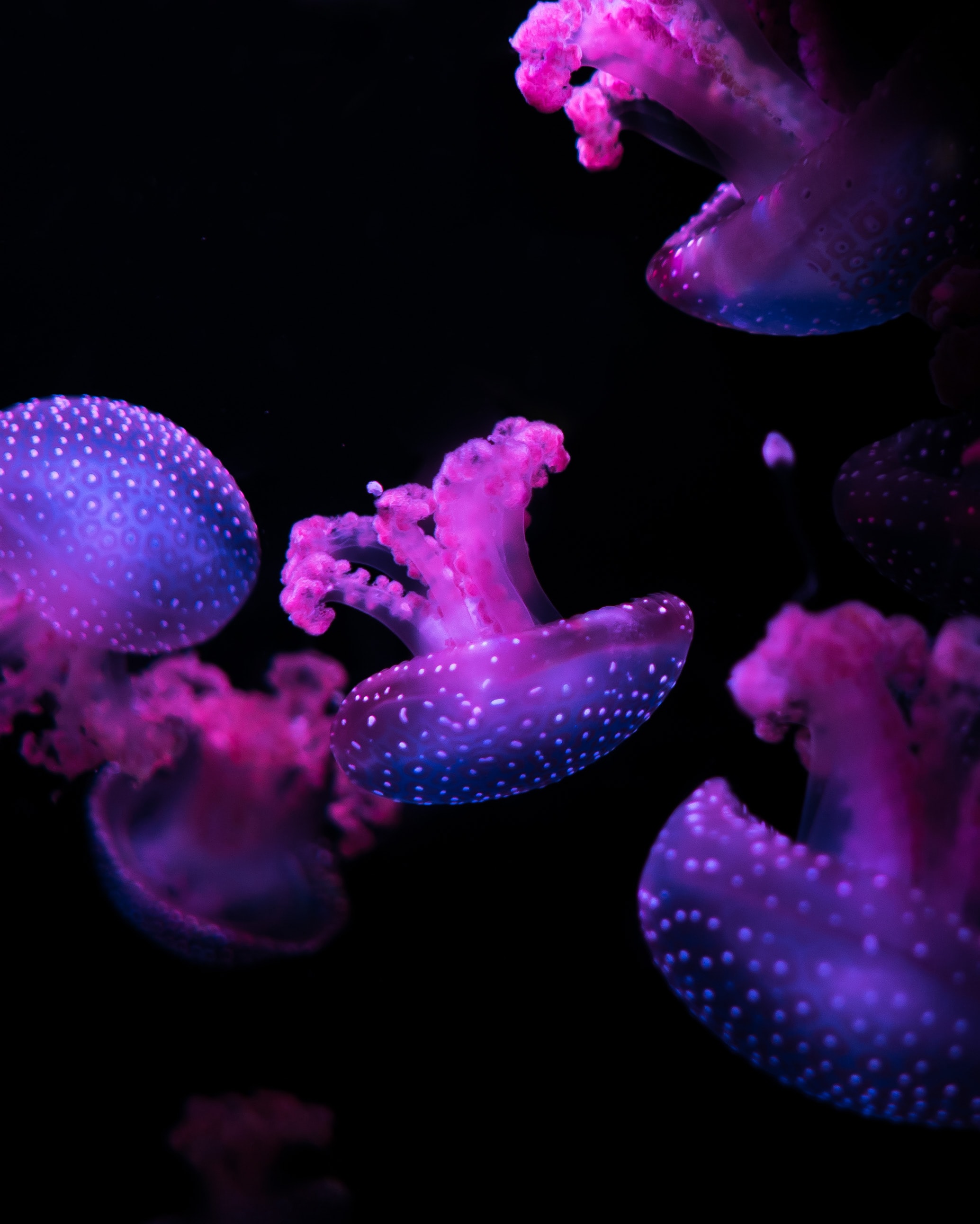 Purple jellyfishes swimming in very dark water.